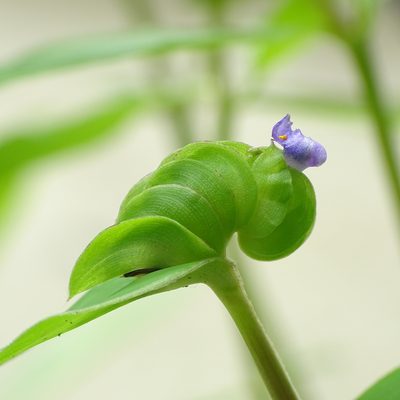 Cyanotis cristata, photographed by renjus box