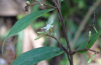 Ichnocarpus frutescens, photographed by renjus box
