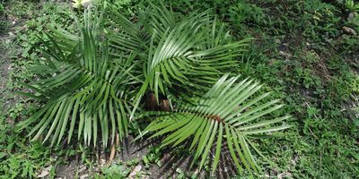 Zamia loddigesii, photographed by Tereso Hernández Morales