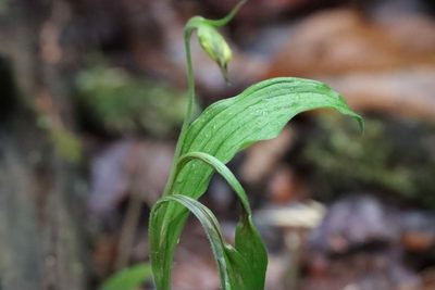 Cypripedium arietinum, photographed by Mary Krieger