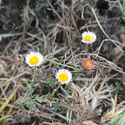 Erigeron modestus, photographed by Juan Carlos Fonseca Mata