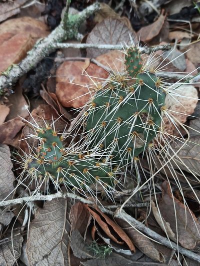 Opuntia scheeri, photographed by Juan Carlos Fonseca Mata