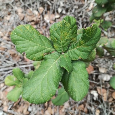 Quercus rugosa, photographed by Juan Carlos Fonseca Mata