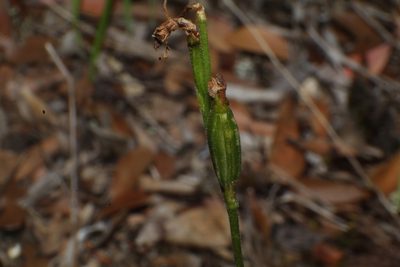 Eriochilus pulchellus, photographed by Em Lamond