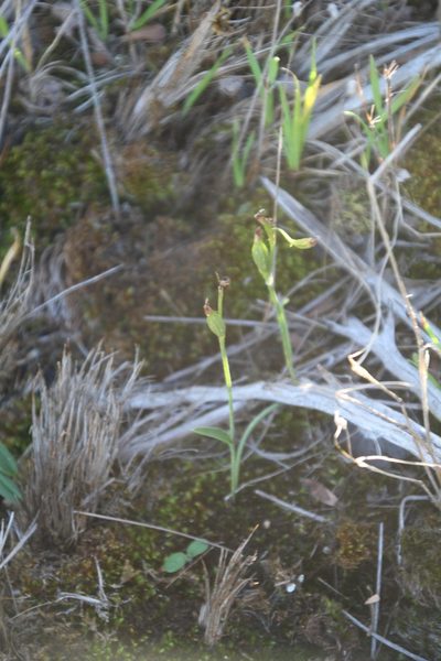 Eriochilus pulchellus, photographed by Em Lamond