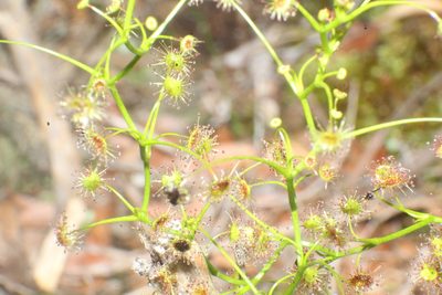 Drosera erythrogyne, photographed by Em Lamond