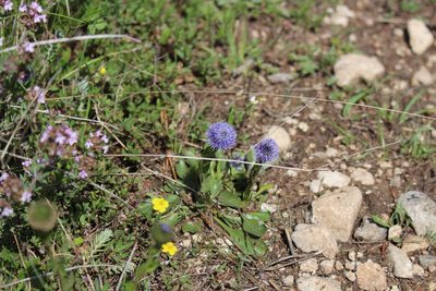 Globularia vulgaris, photographed by Fabien Piednoir