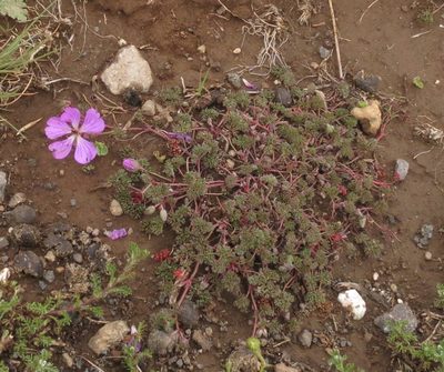 Geranium multisectum, photographed by Peter Warren