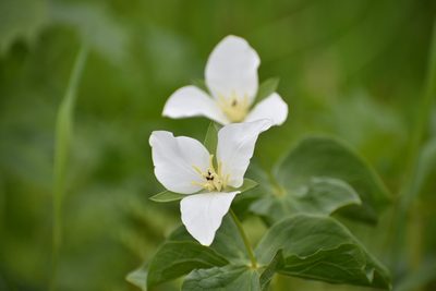 Trillium camschatcense, photographed by Валерия Ковалева