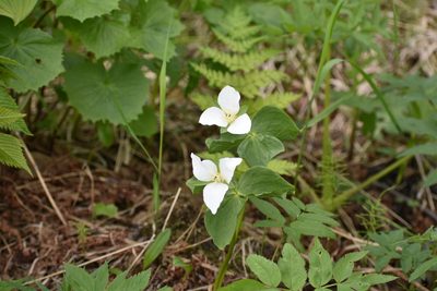 Trillium camschatcense, photographed by Валерия Ковалева