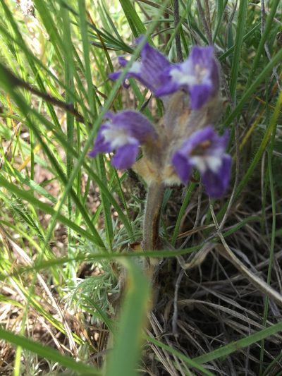 Orobanche caesia, photographed by Елена Патерикина