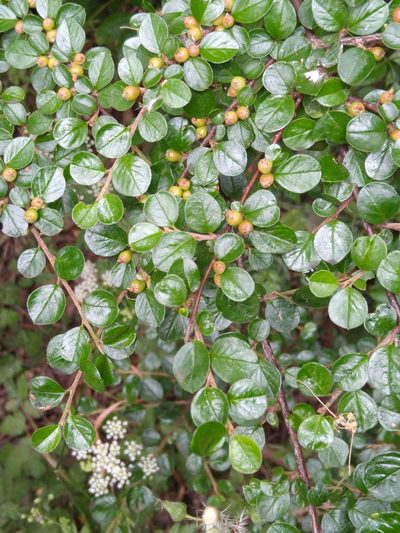 Cotoneaster hjelmqvistii, photographed by Wouter Van Landuyt