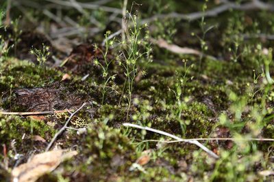 Drosera modesta, photographed by Em Lamond