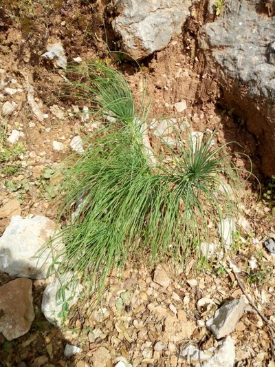 Asphodeline liburnica, photographed by Mattia Aaron Miroddi