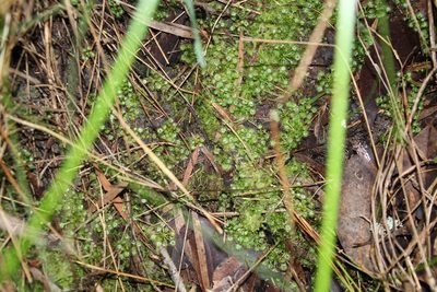 Drosera modesta, photographed by Em Lamond