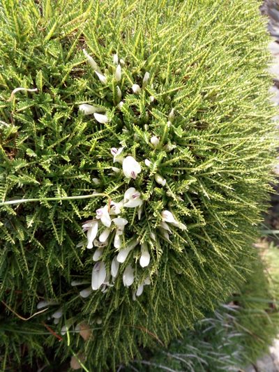 Astragalus angustifolius, photographed by Mattia Aaron Miroddi