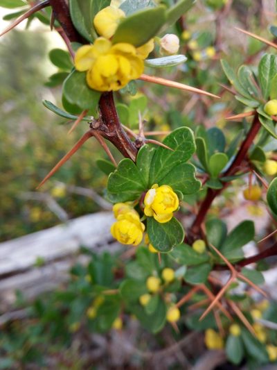 Berberis cretica, photographed by Mattia Aaron Miroddi