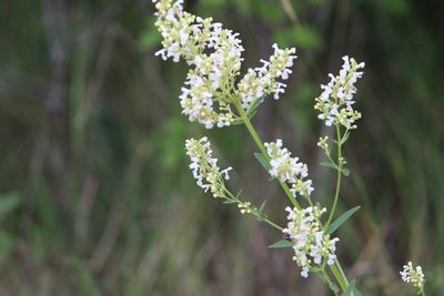 Nepeta nuda, photographed by Zoltán Stekkelpak