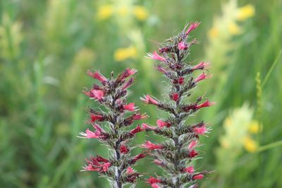Pontechium maculatum, photographed by Zoltán Stekkelpak