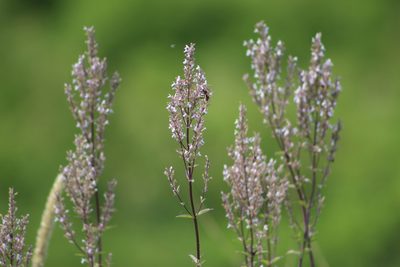 Nepeta nuda, photographed by Zoltán Stekkelpak