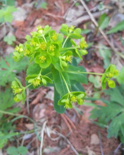 Euphorbia jenisseiensis, photographed by Юлия