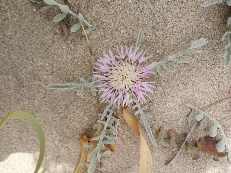 Centaurea pumilio, photographed by Mattia Aaron Miroddi