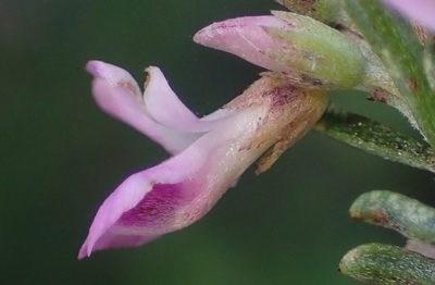 Indigofera pappei, photographed by Nicola van Berkel