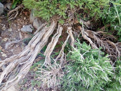 Astragalus angustifolius, photographed by Mattia Aaron Miroddi