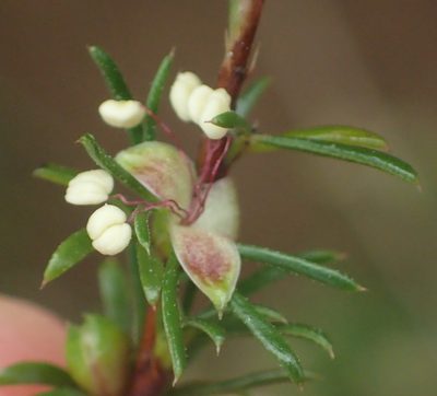 Cliffortia filifolia, photographed by Nicola van Berkel