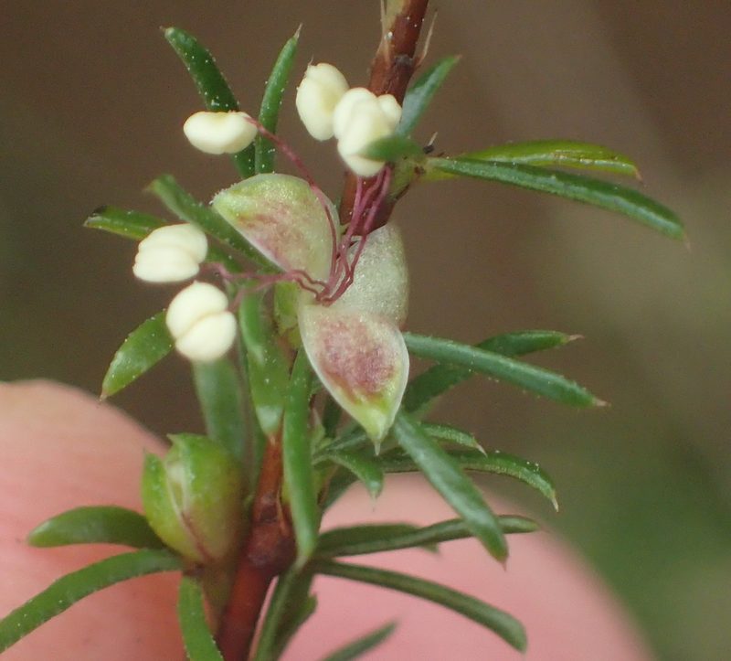 Cliffortia filifolia, photographed by Nicola van Berkel