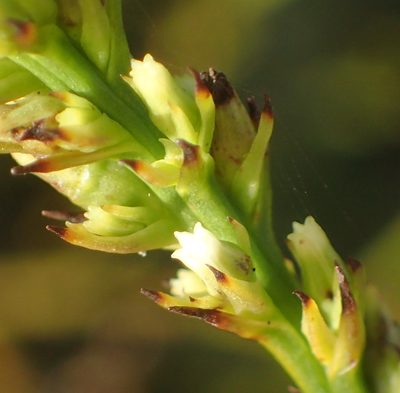 Thesium spicatum, photographed by Nicola van Berkel
