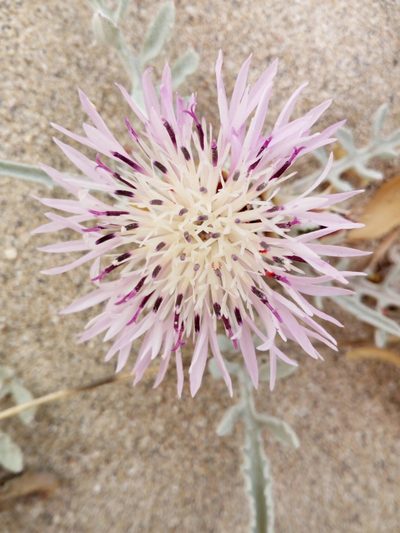 Centaurea pumilio, photographed by Mattia Aaron Miroddi