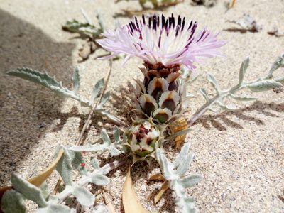 Centaurea pumilio, photographed by Mattia Aaron Miroddi