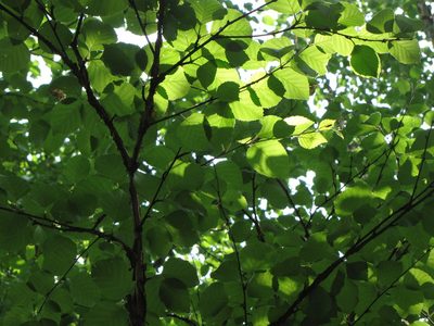 Betula davurica, photographed by Jens-Christian Svenning