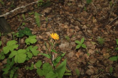 Crepis lyrata, photographed by Нурхайдарова Татьяна