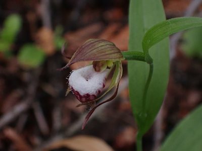 Cypripedium arietinum, photographed by Mary Krieger