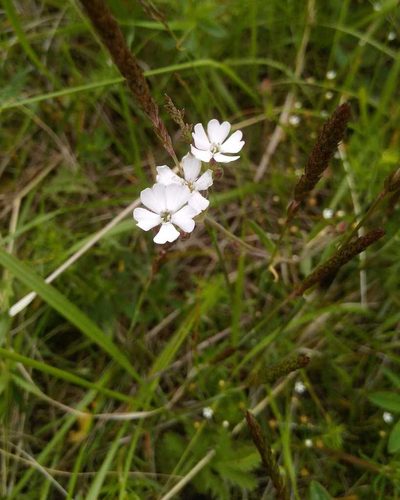 Silene samojedorum, photographed by Юлия