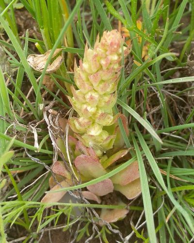 Orostachys malacophylla, photographed by Юлия