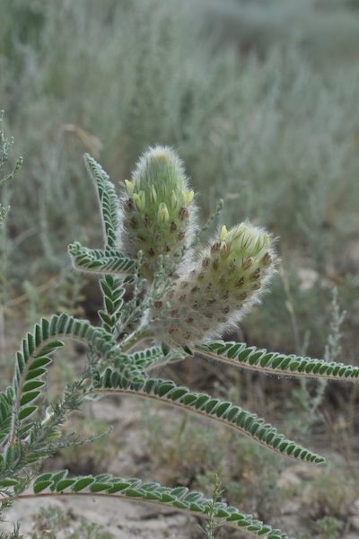 Astragalus alopecurus, photographed by Kudaibergen Amirekul