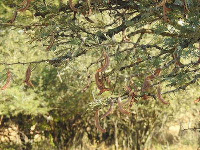 Vachellia robusta, photographed by Matthew Fainman