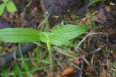 Cypripedium arietinum, photographed by Mary Krieger