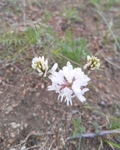 Astragalus versicolor, photographed by Юлия