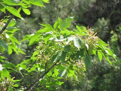 Fraxinus chinensis, photographed by Jens-Christian Svenning