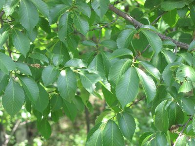Ulmus davidiana, photographed by Jens-Christian Svenning