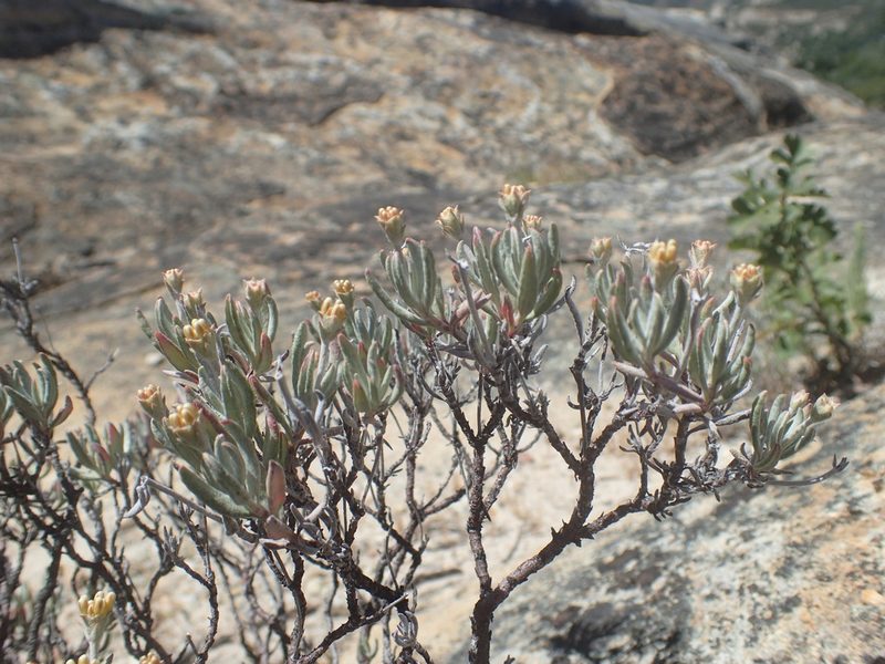 Eriogonum butterworthianum, photographed by rockybajada