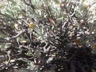 Eriogonum butterworthianum, photographed by rockybajada