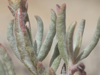 Eriogonum butterworthianum, photographed by rockybajada
