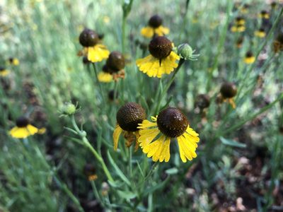 Helenium mexicanum, photographed by Luis F. Ramírez