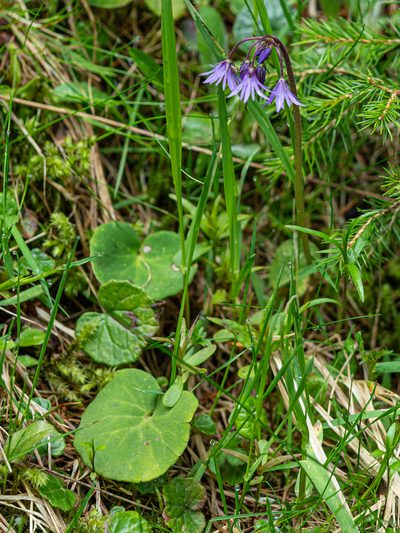 Soldanella major, photographed by rainerburkard
