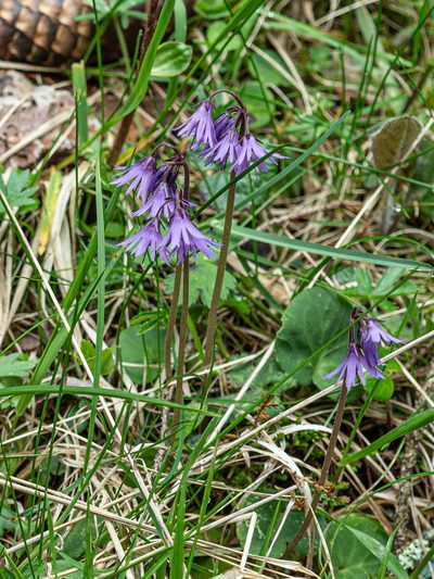 Soldanella major, photographed by rainerburkard
